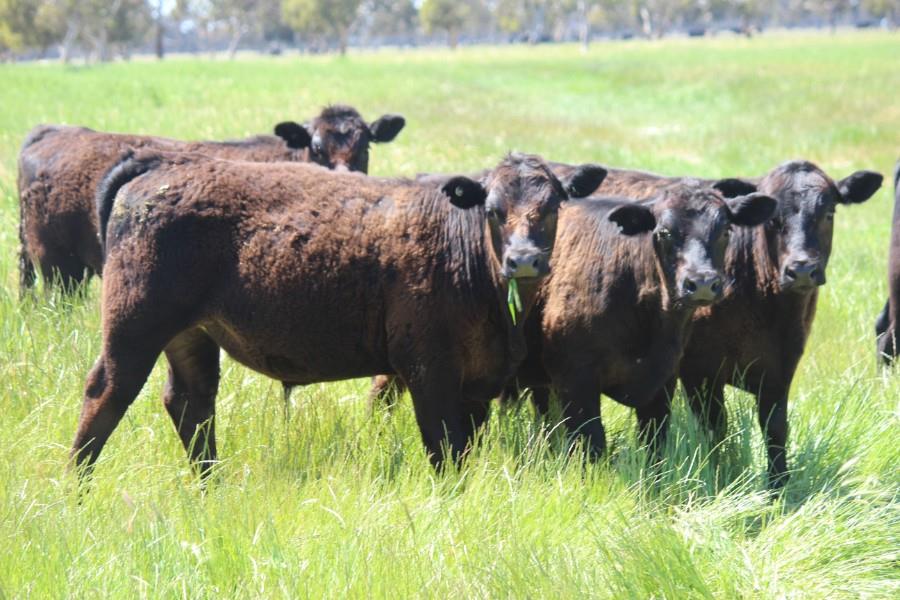 Amherst weaner sale to plant early flag for 2022 expectations