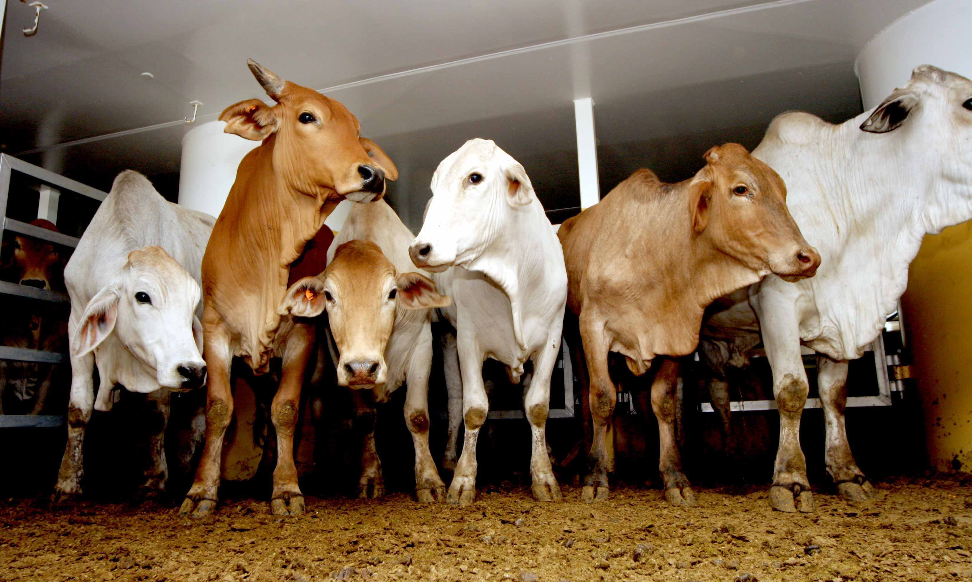 Malaysia lifts suspension, Indonesia still deliberating on LSD report