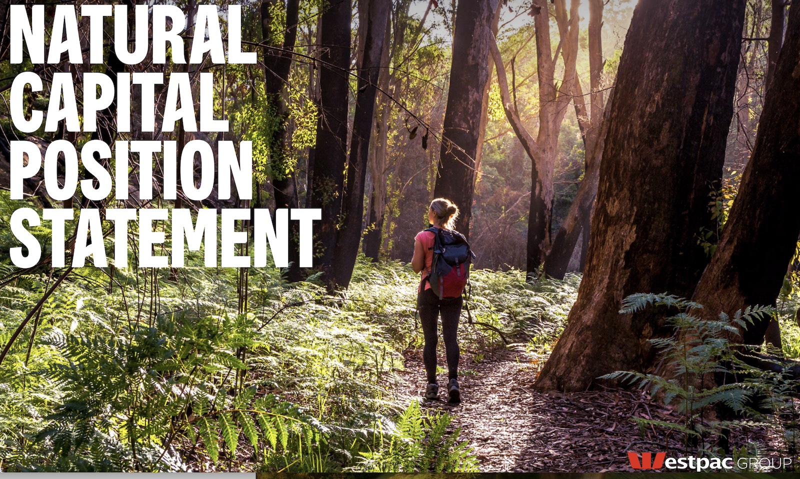 Westpac sets zero-deforestation target for livestock farm lending