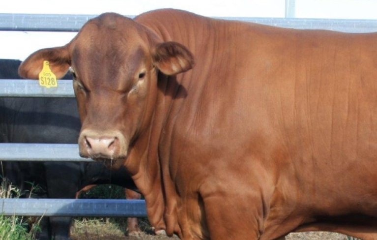 What to expect from the 2023 spring bull sale season