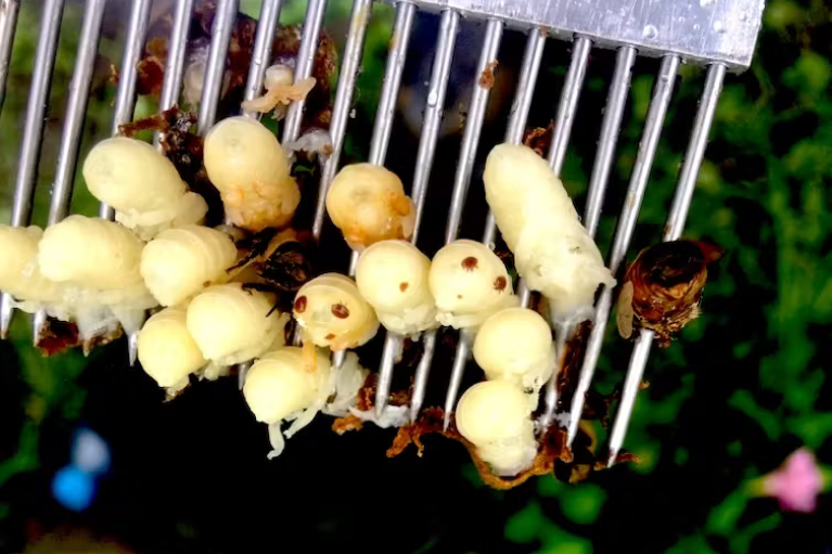 Varroa mite probe sparks east coast police raids