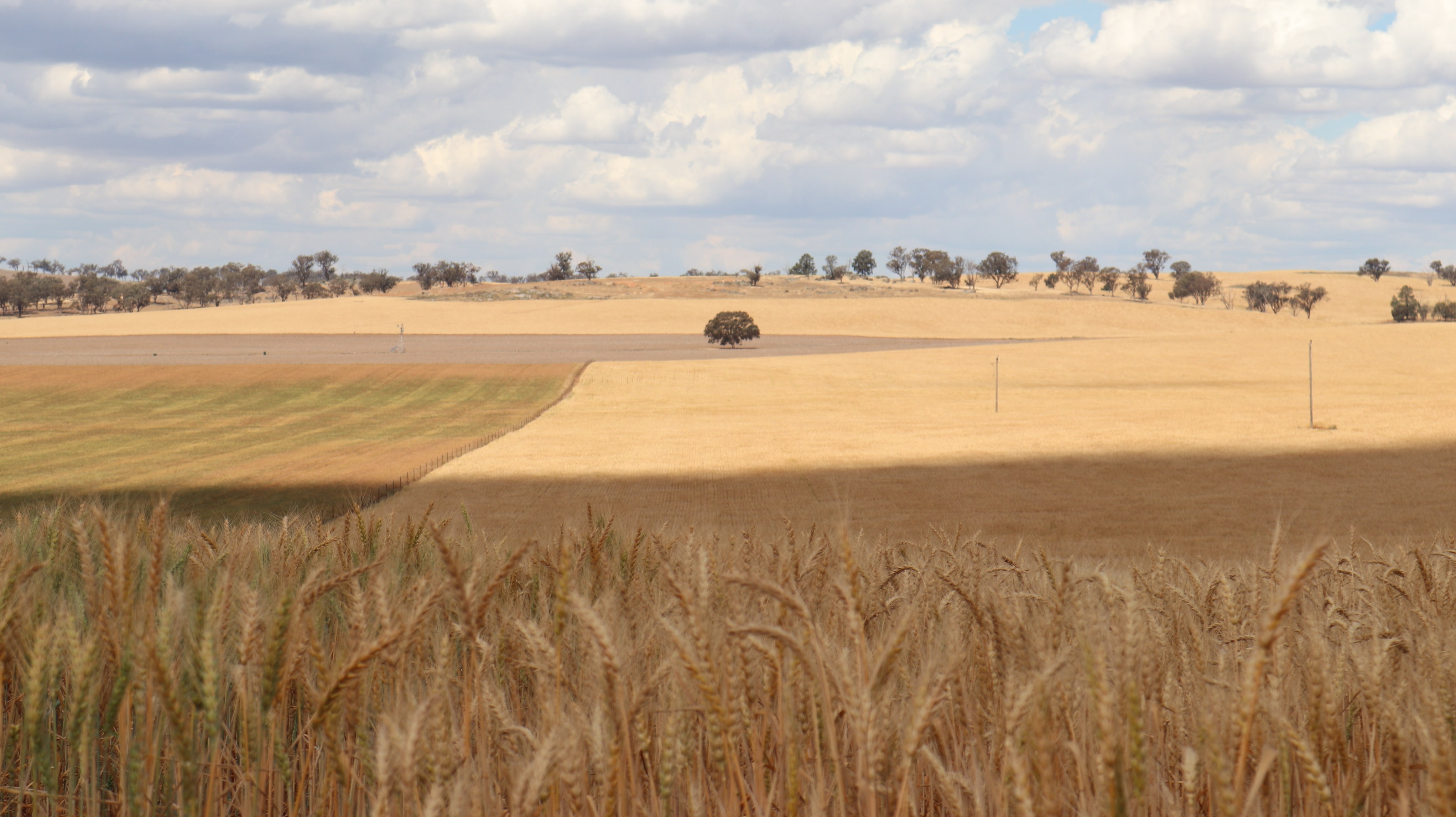 The wheat premium persists