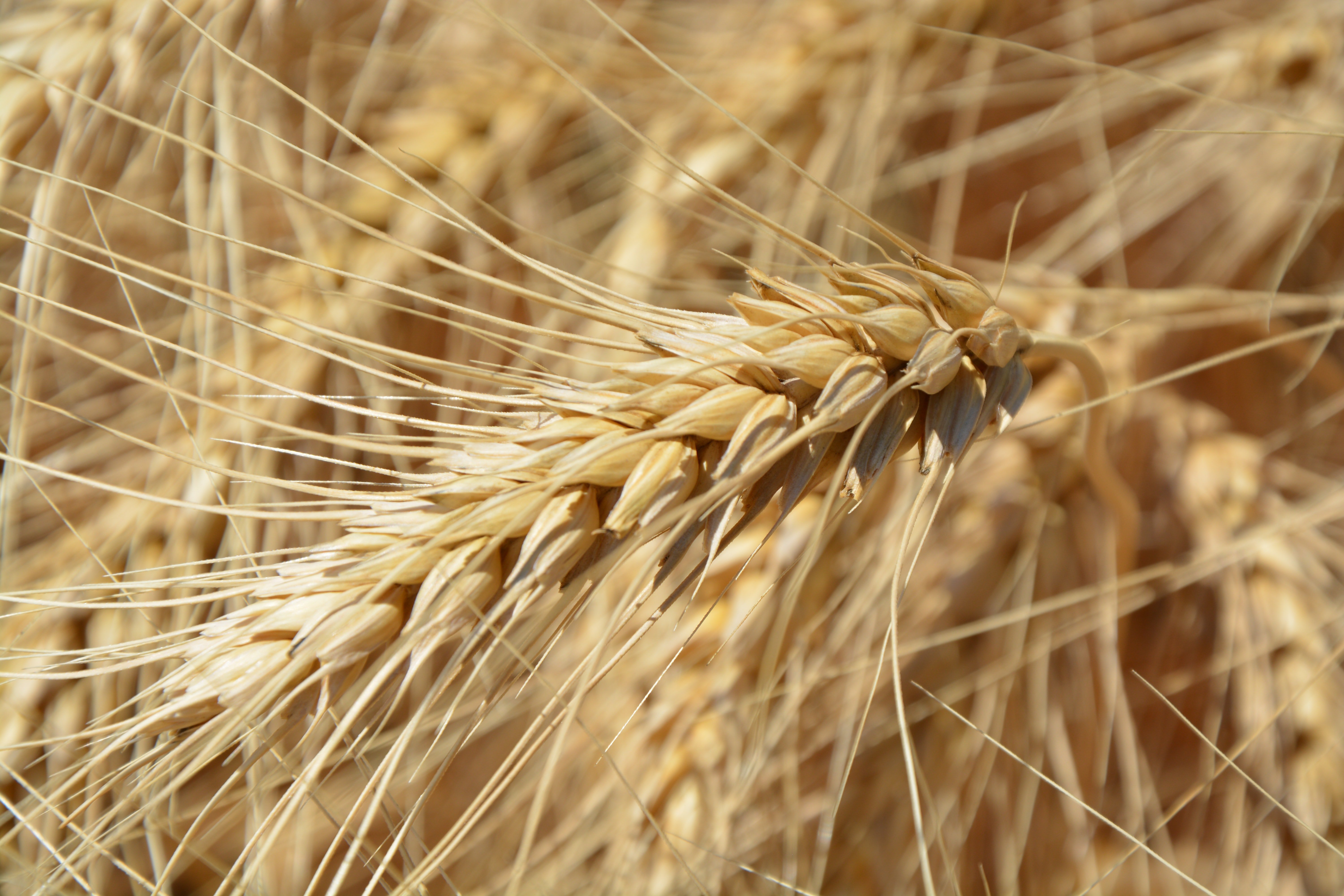 Wheat prices rally 18% amid Black Sea turmoil