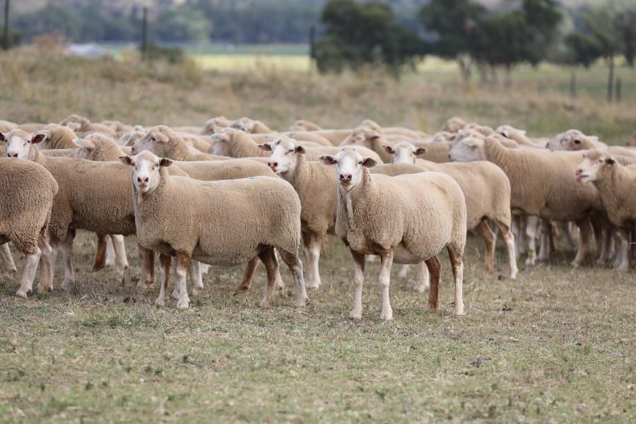 White Suffolk ride the wave of a challenging market