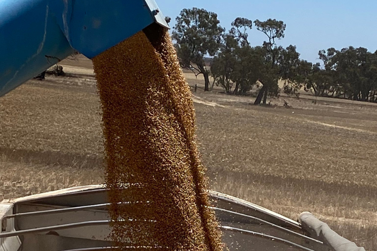 Why grain premiums are rising in South Queensland