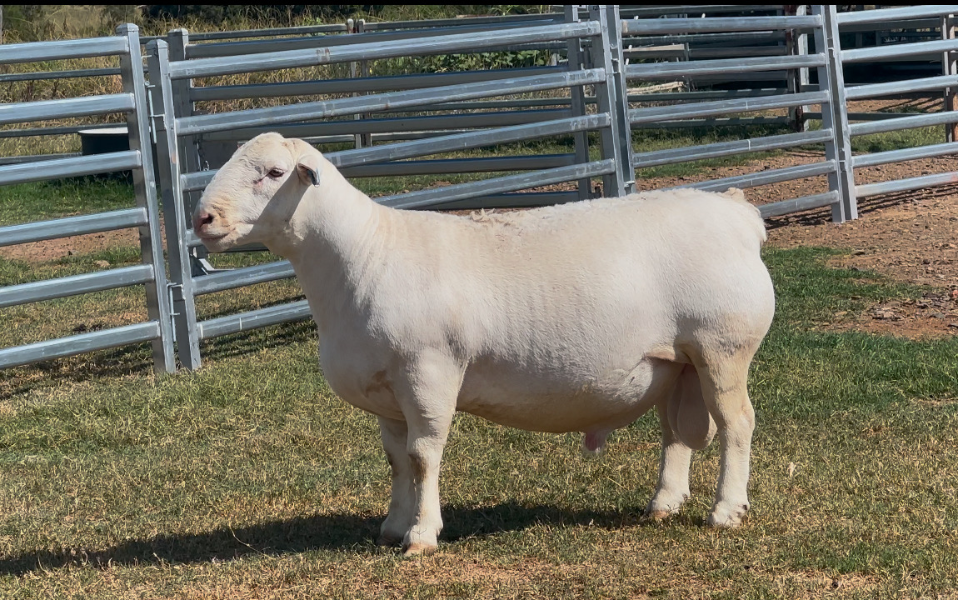 Big wins for Winrae Dorpers with full clearance