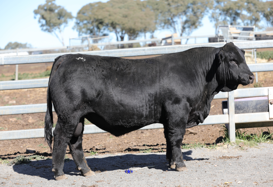 Outstanding Woonallee Toronto T274 hits breed record $55,000