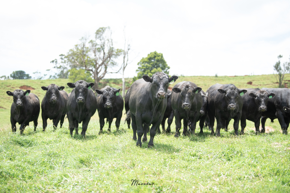 Absolute Angus launches second autumn sale to cater for northern VIC clients