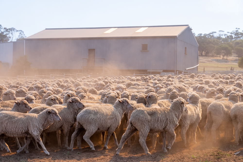 Weekly Sheep & Lamb Market Report - Week ending Friday, September 20