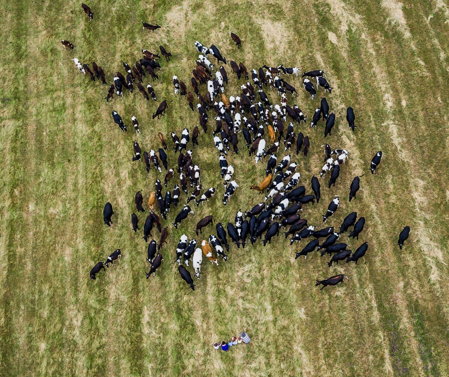 Australian dairy heifer exports face new directions amid Chinese slowdown