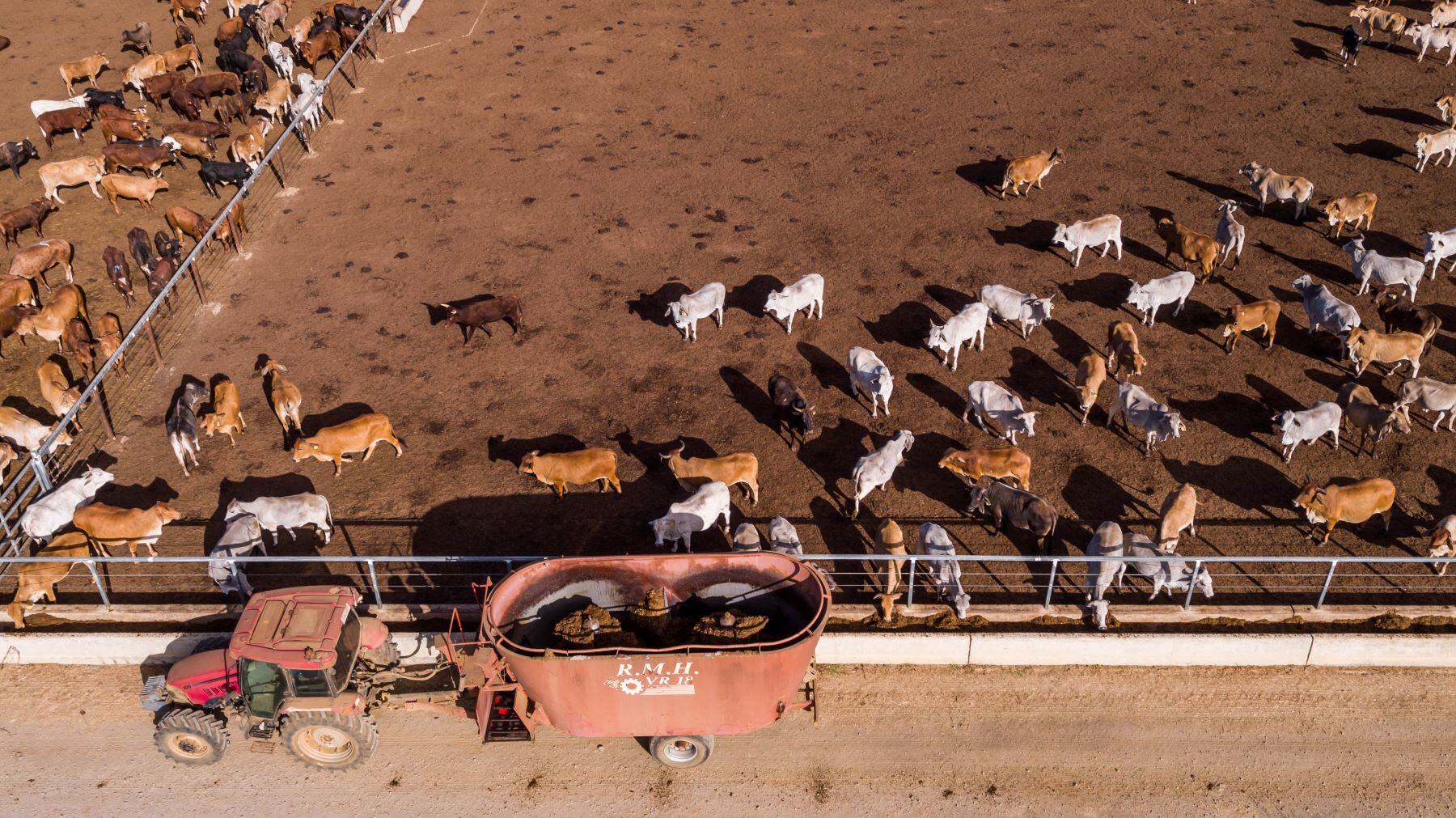 Cattle on grain in record-breaking numbers