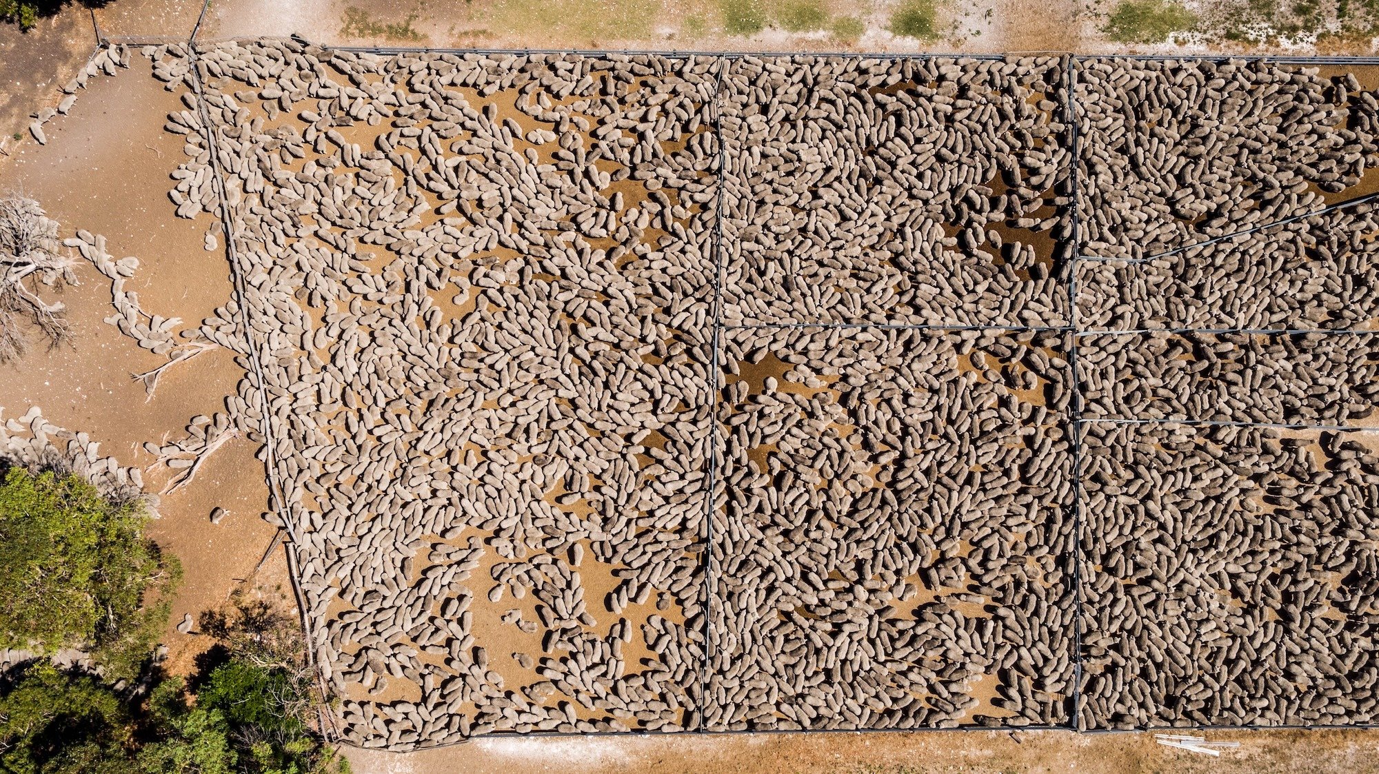 Which sheep breeds ruled AuctionsPlus throughput in FY2025?