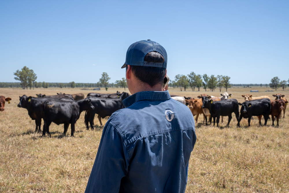 Northern interest puts a floor under livestock prices