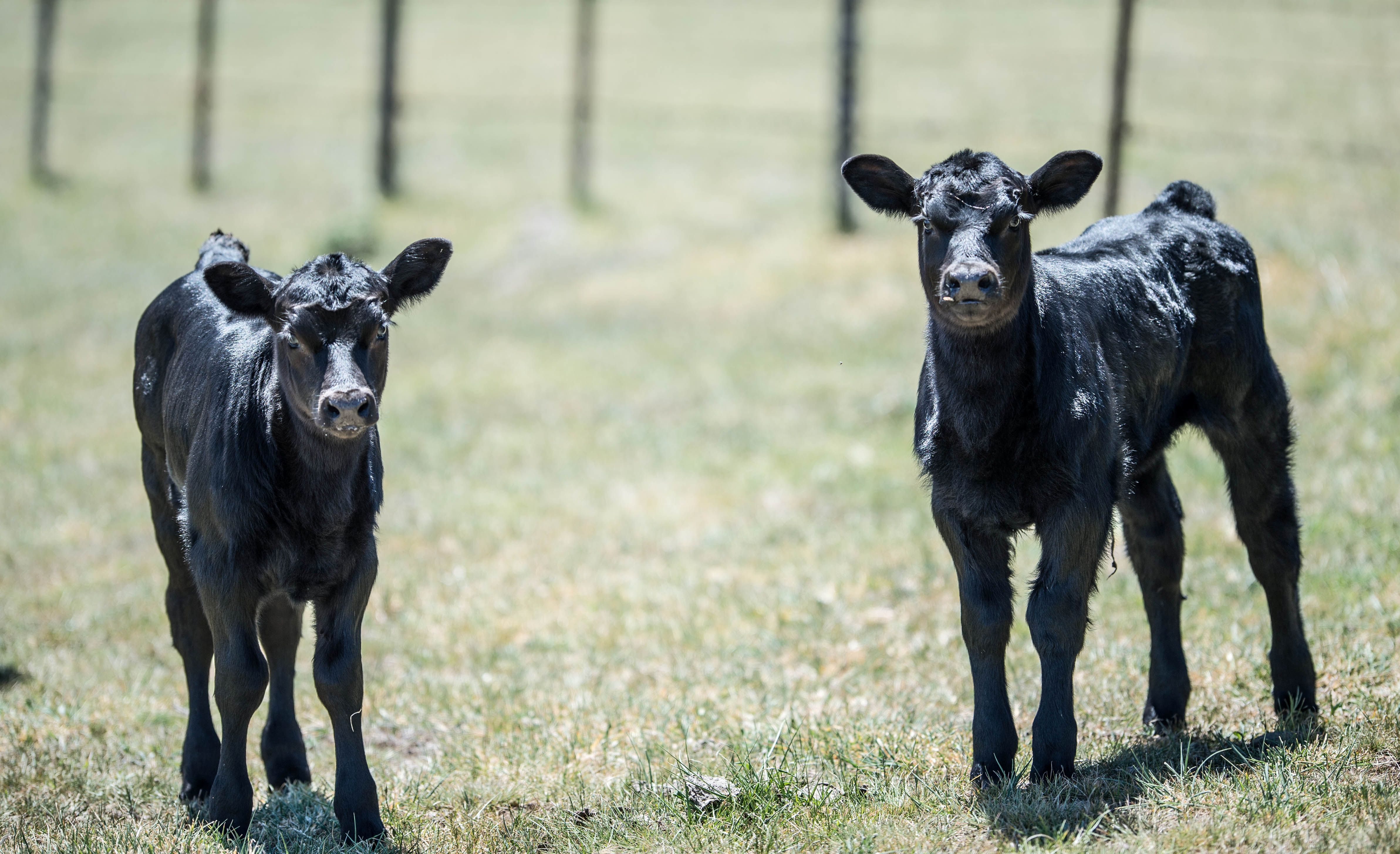 Young breeders back passion and persistence for Angus success