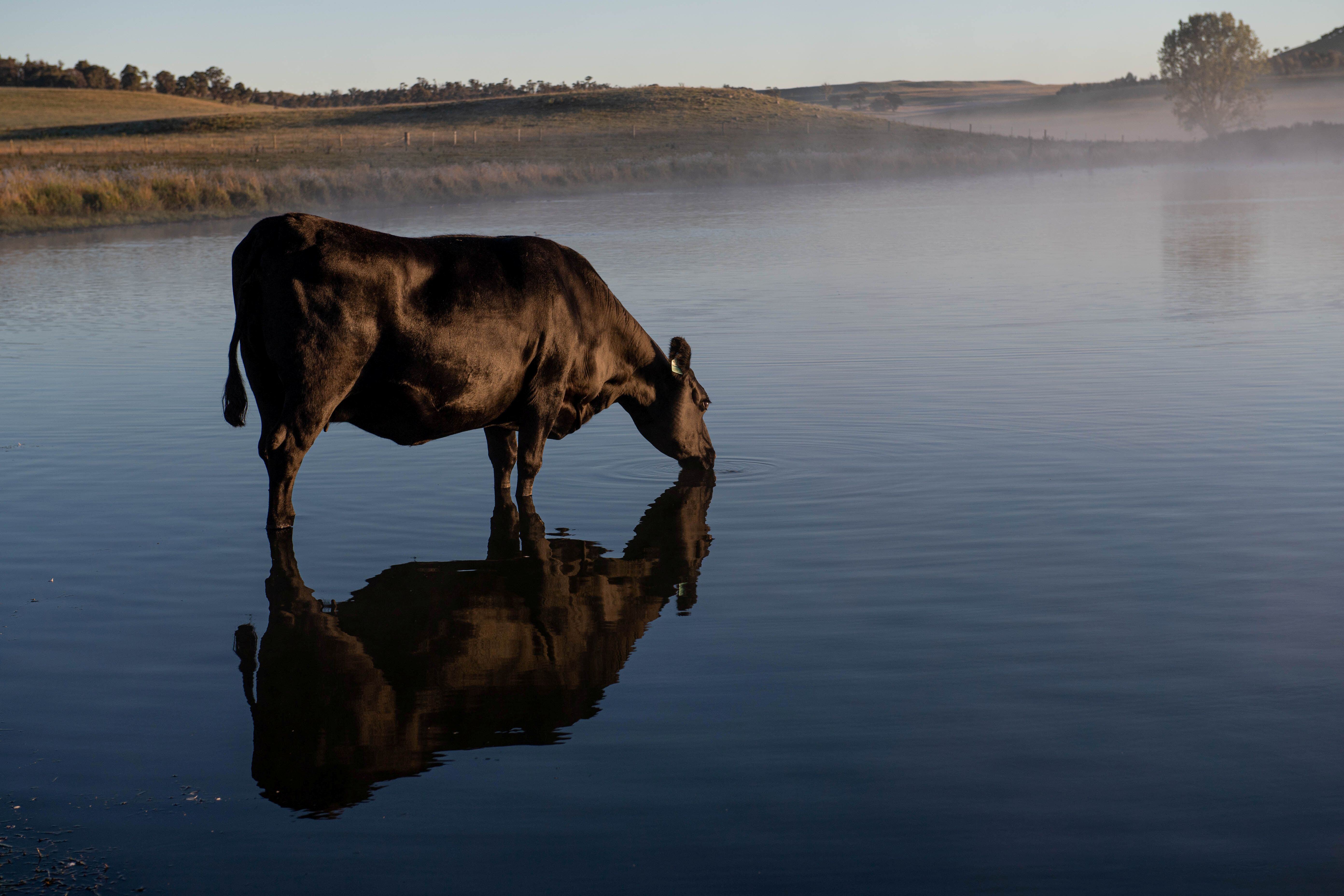 Season defining widespread rain for key cattle country to drive herd growth in 2025
