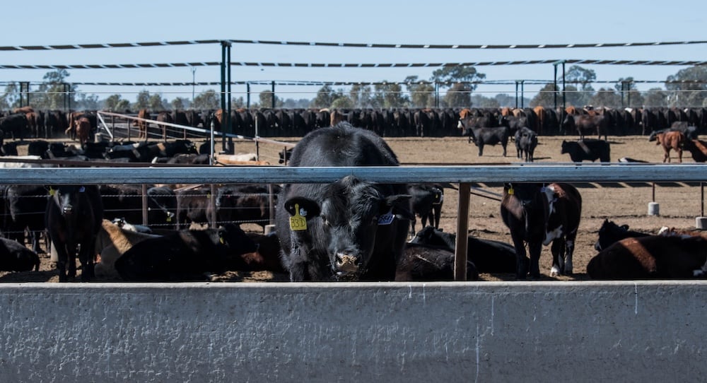 Feedlots send market signals back to producer to prioritise steers