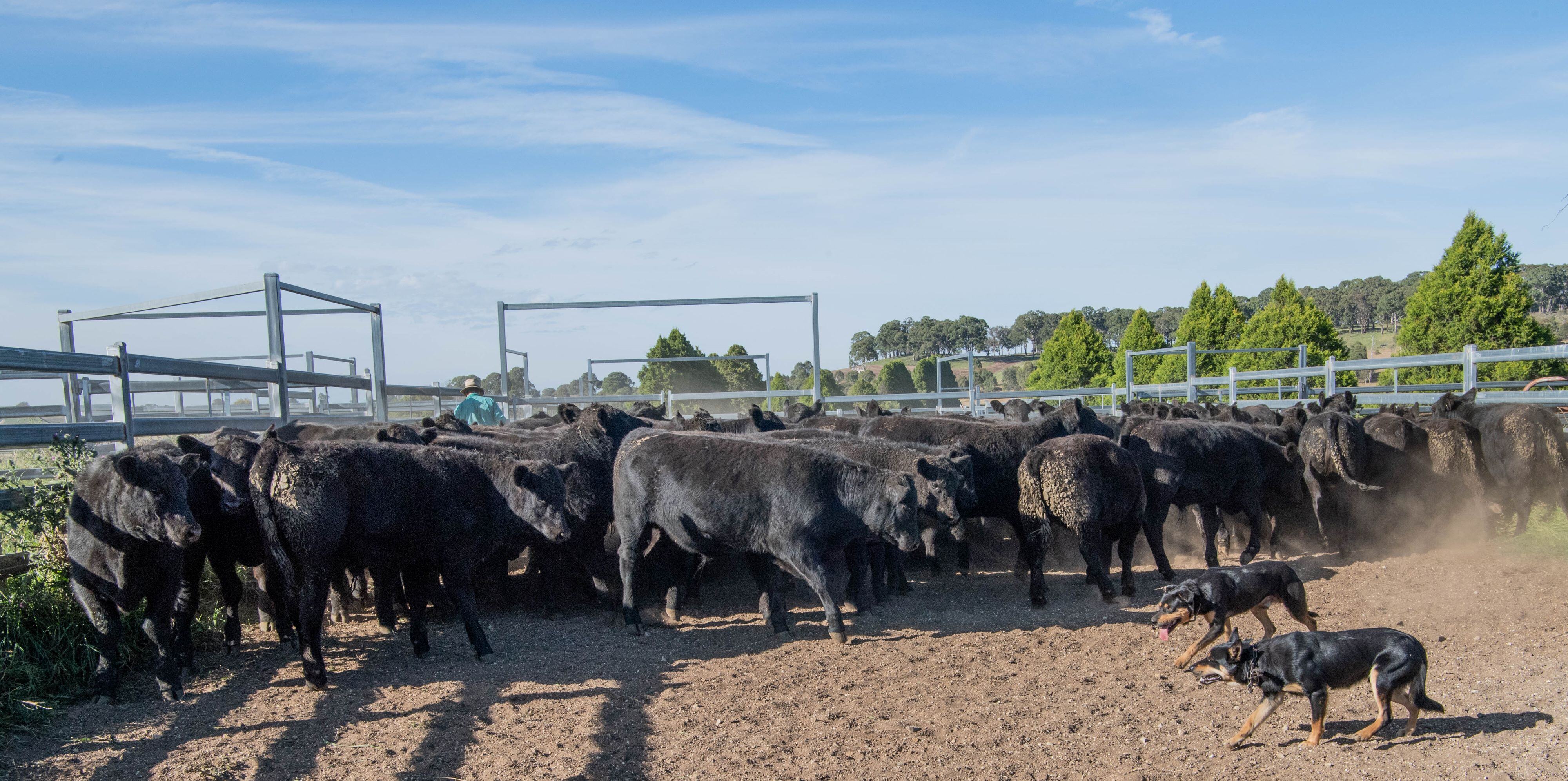Weaners, middle east peace and declining grain stocks: AgWatchers+ podcast