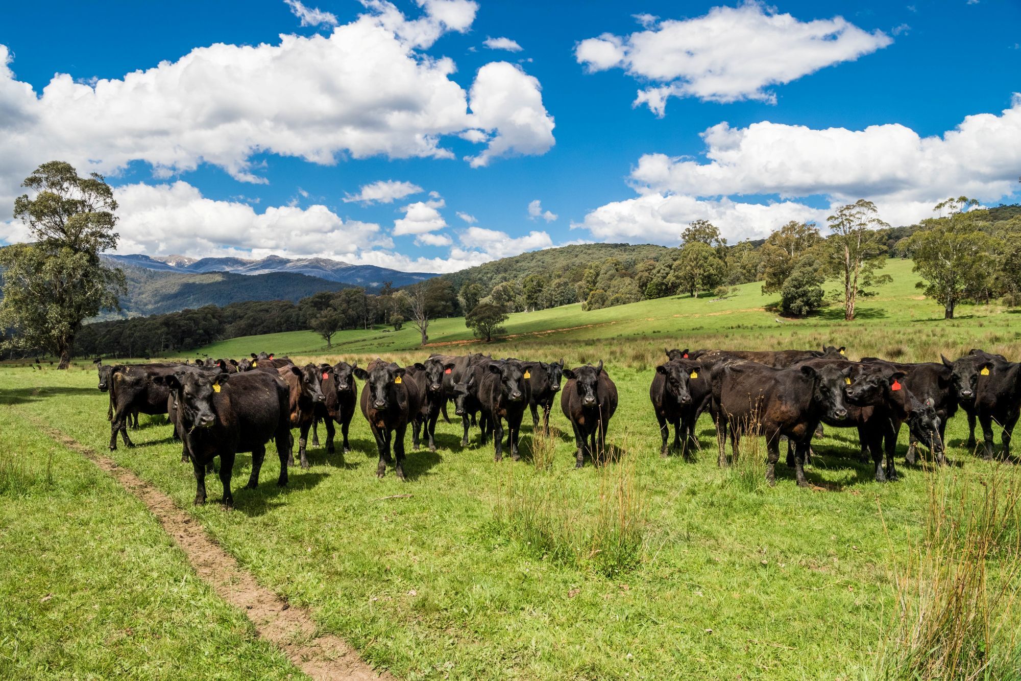Angus on target for Tamworth takeover