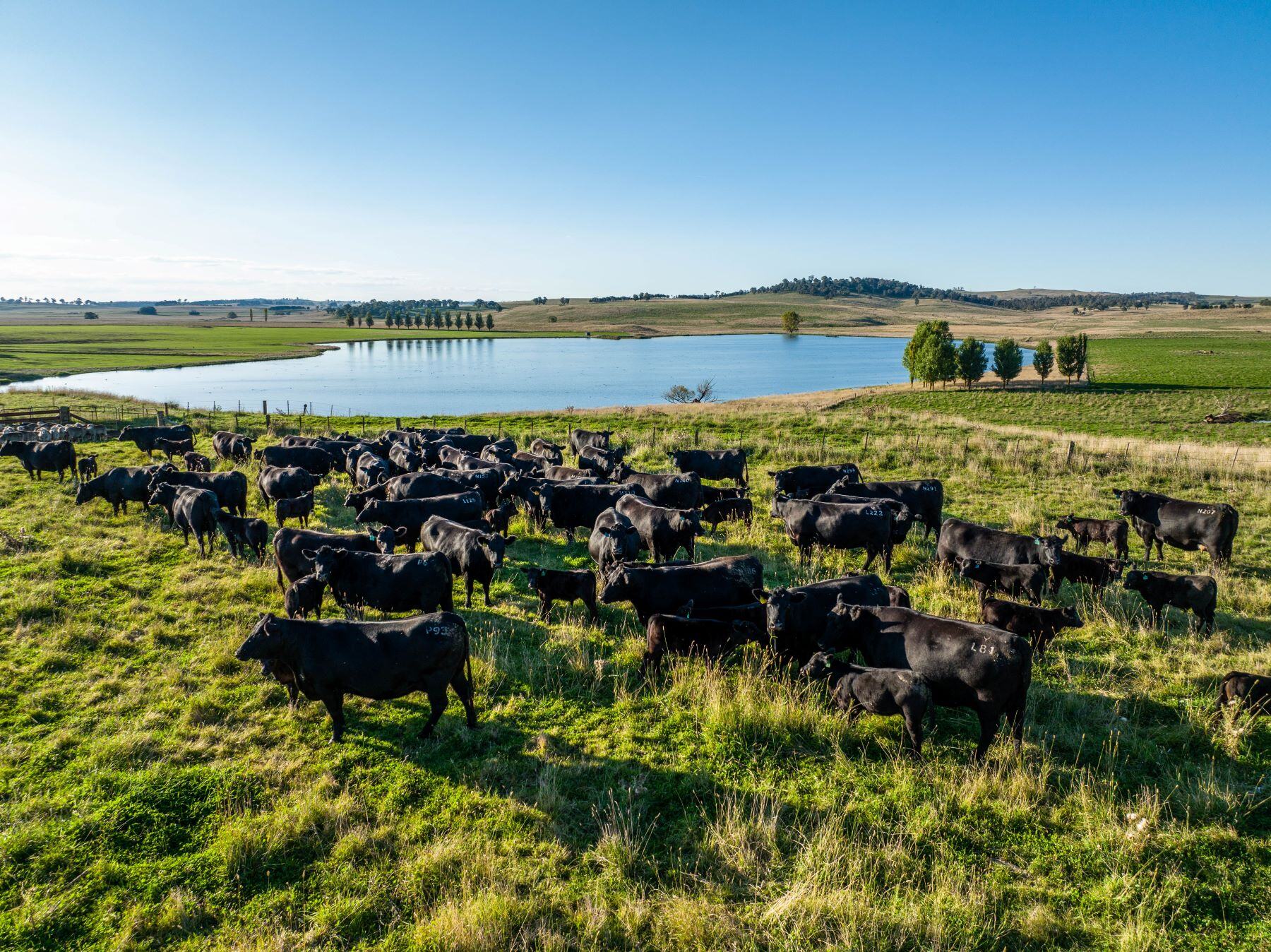 AgWatchers+: What does Trump's win mean for Australian agriculture?