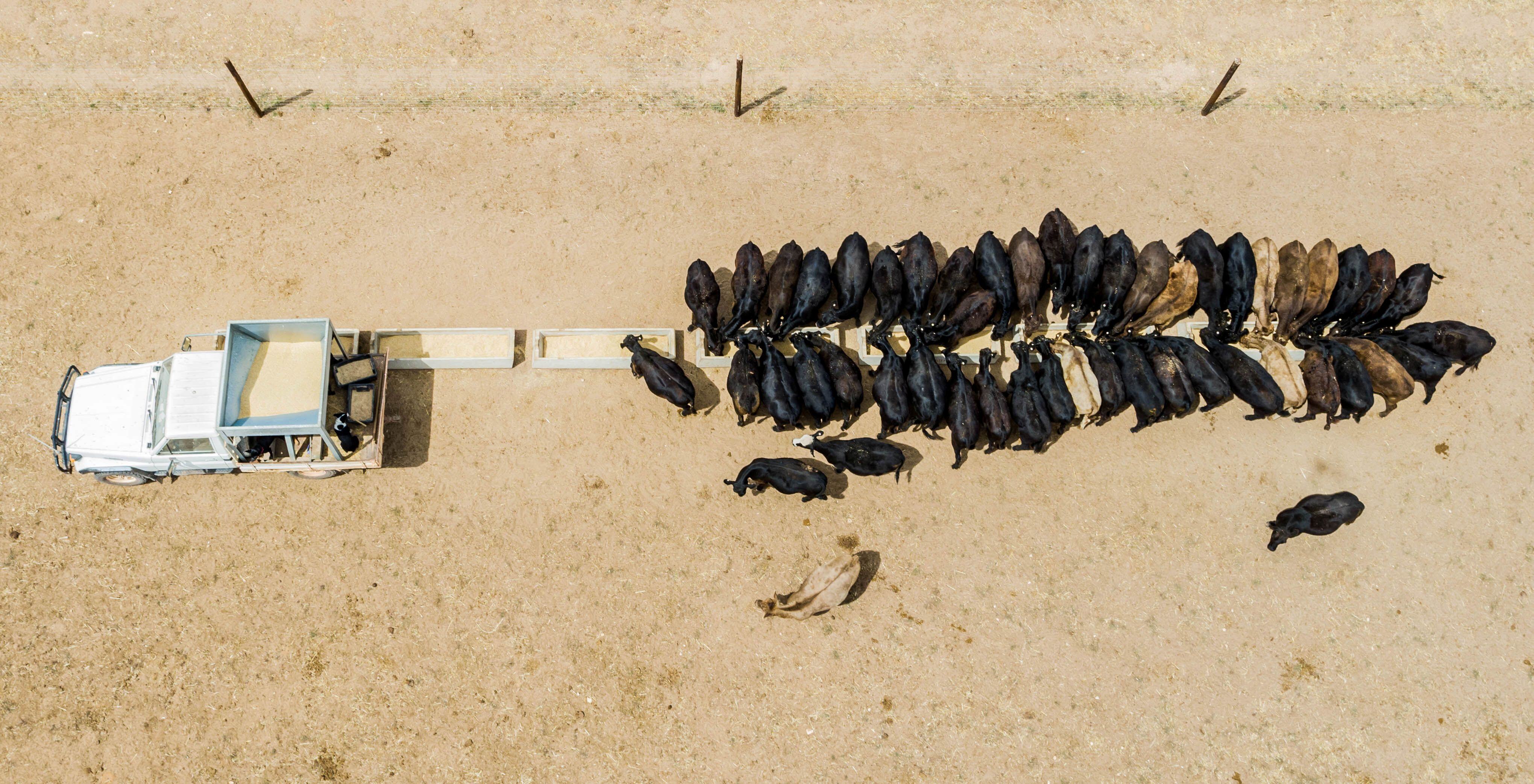 How the 2013–2015 drought reshaped Australia’s beef industry