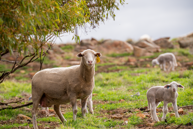New resources for ewe pregnancy scanning released