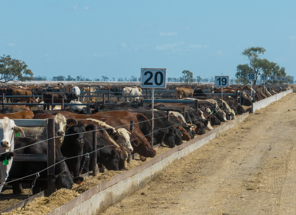 Lotfeeding finds new highs as outlook supports future growth