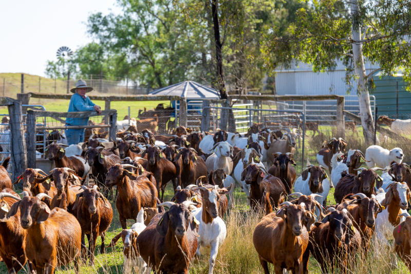 Record-breaking January for Australian red meat exports