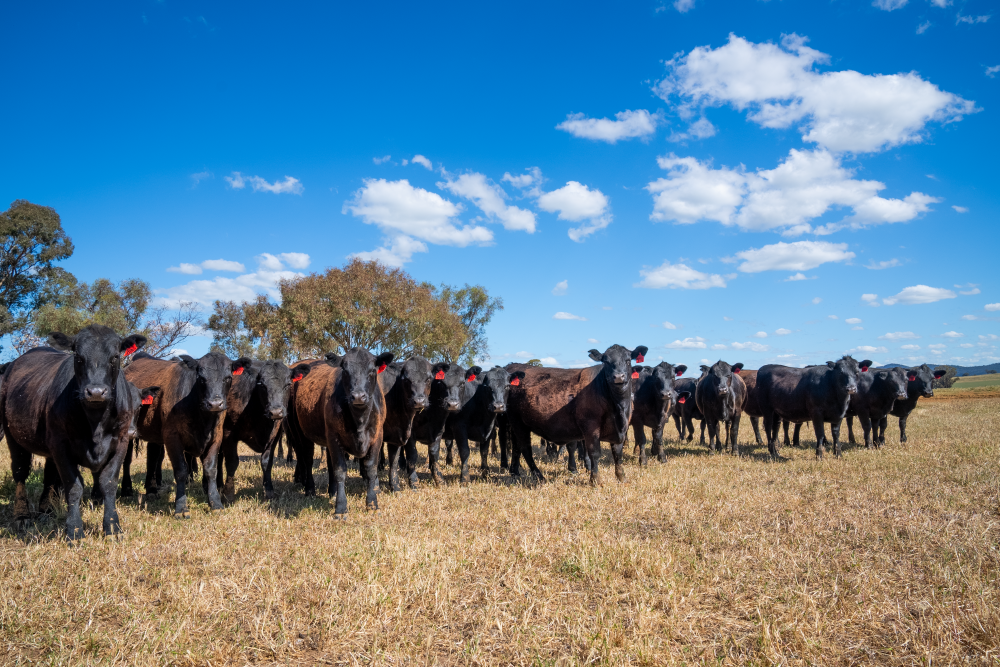 Weaner heifers 'steering' towards new trading opportunities