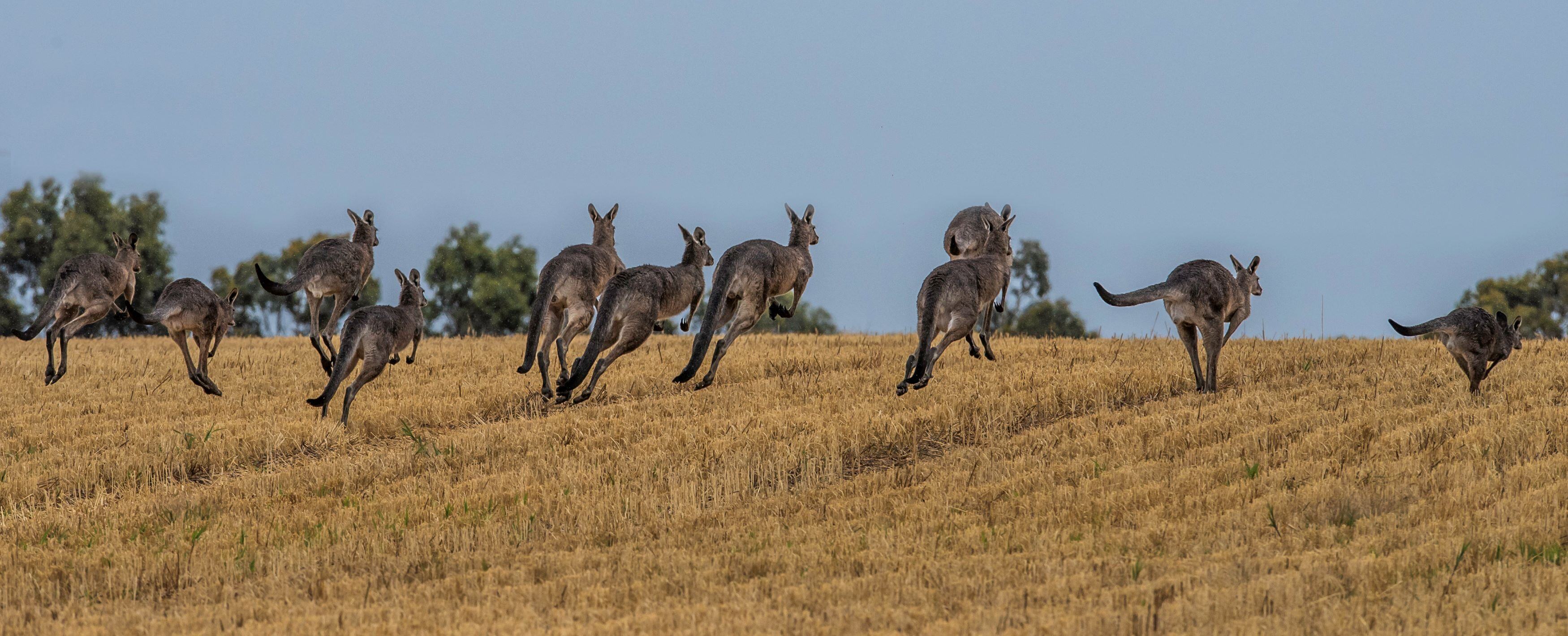 Demand to pressure US senators out of kangaroo ban