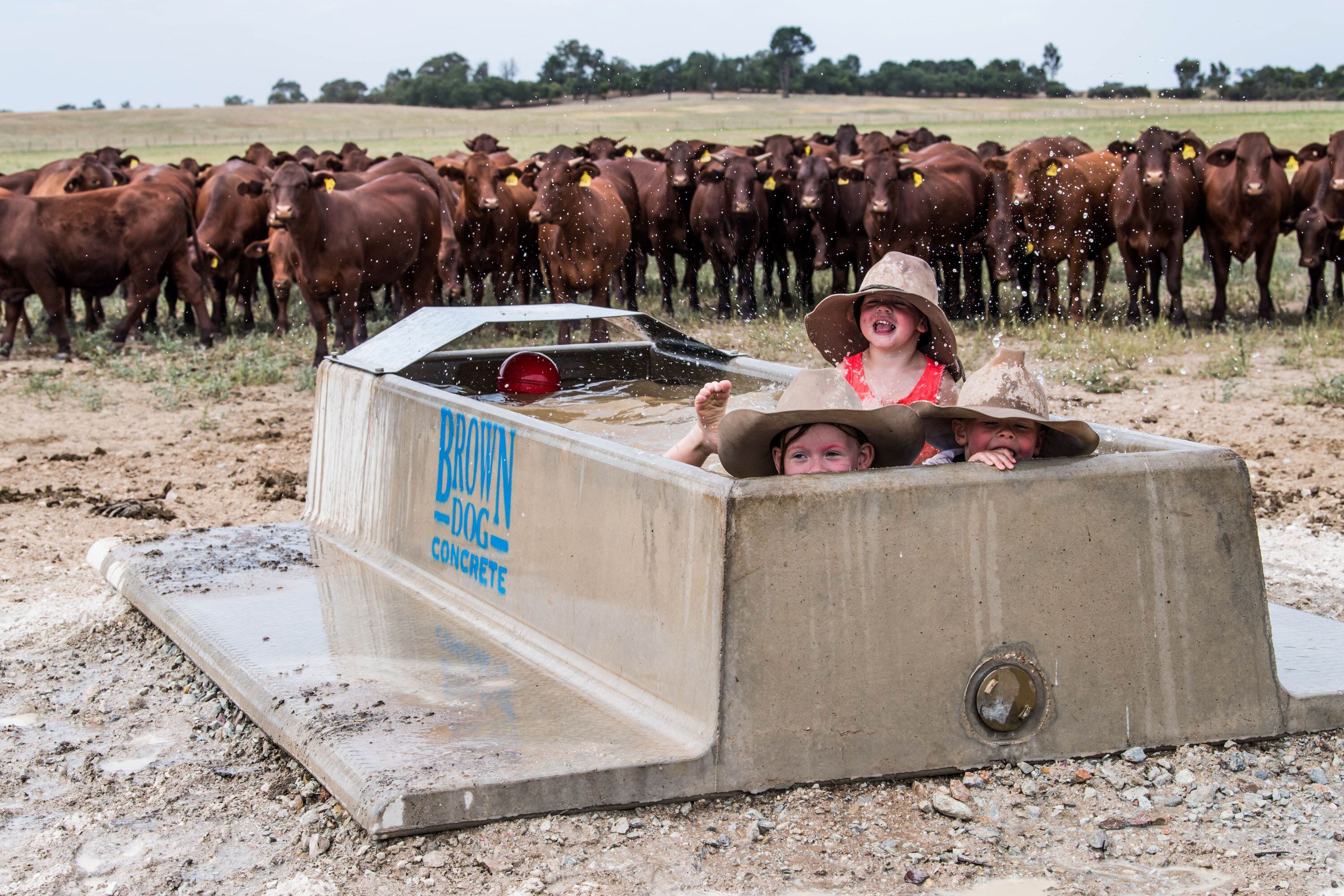 High demand, high prices, high clearance: The success of Santa Gertrudis on AuctionsPlus