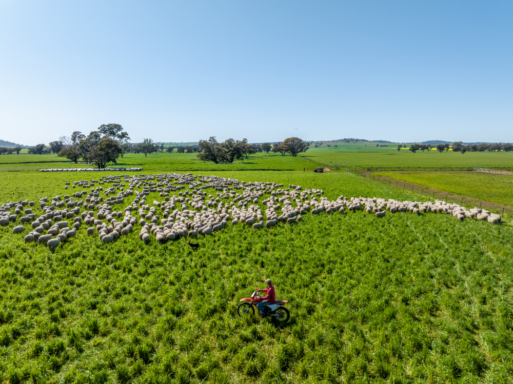 Quality genetics drive three-fold increase to premier Merino sale