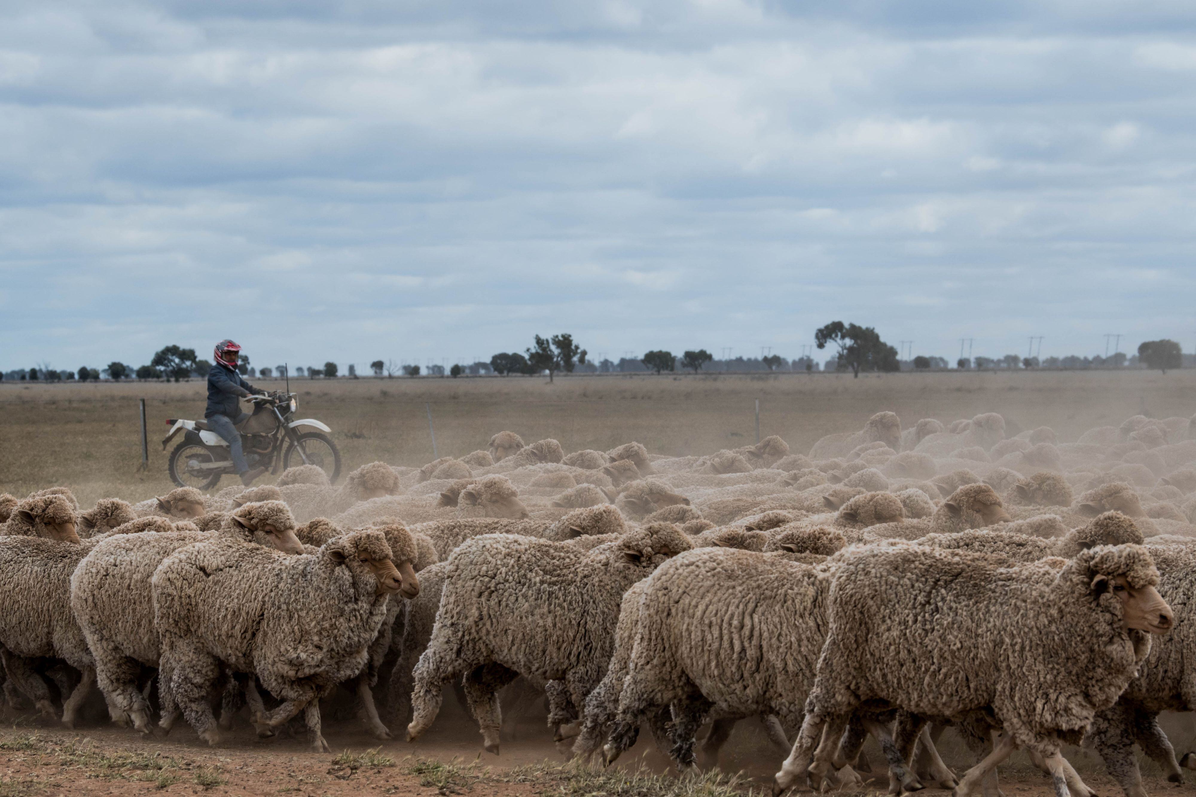 TOM'S MARKET MUSTER: Steer price gap tightens, cyclone slows slaughter, and US trade tensions