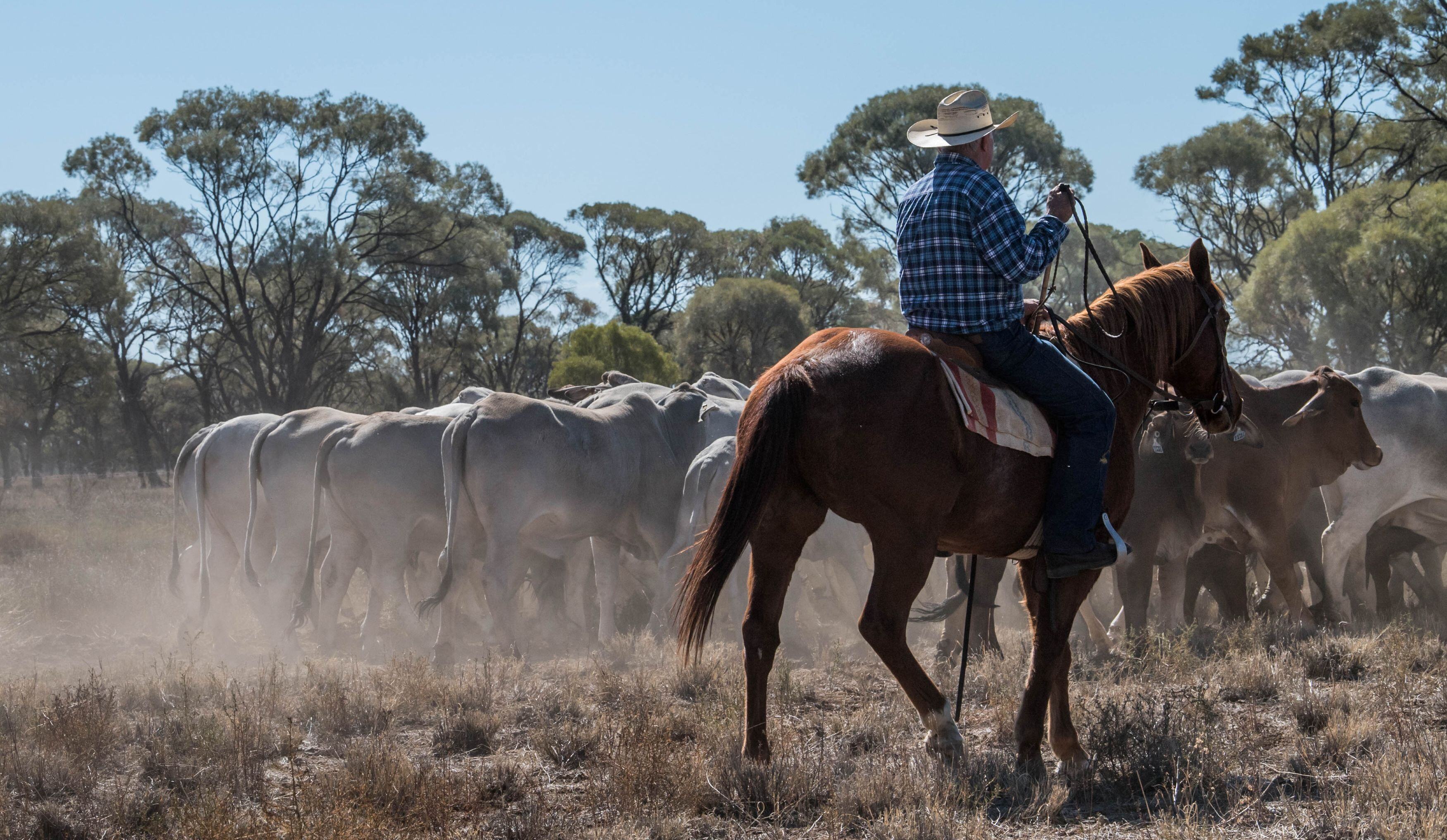 TOM'S MARKET MUSTER: Trump's Tariffs and a glutton of mutton