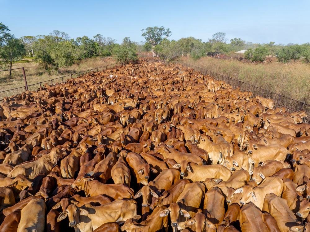 Australia’s cattle herd isn’t in liquidation