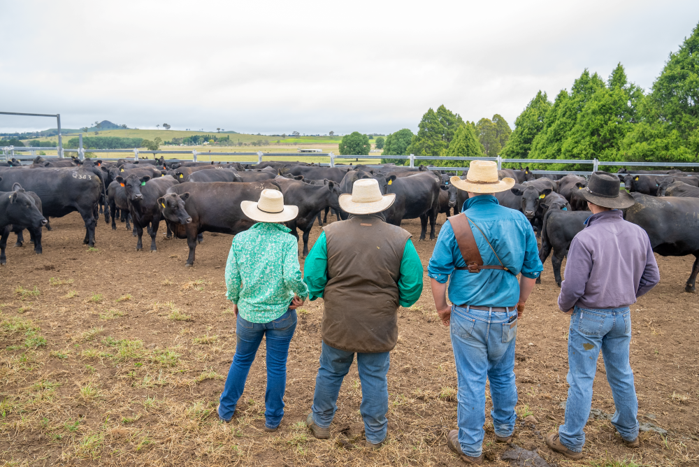2025 Q1 Cattle Power Rankings: Who was buying and who was selling?