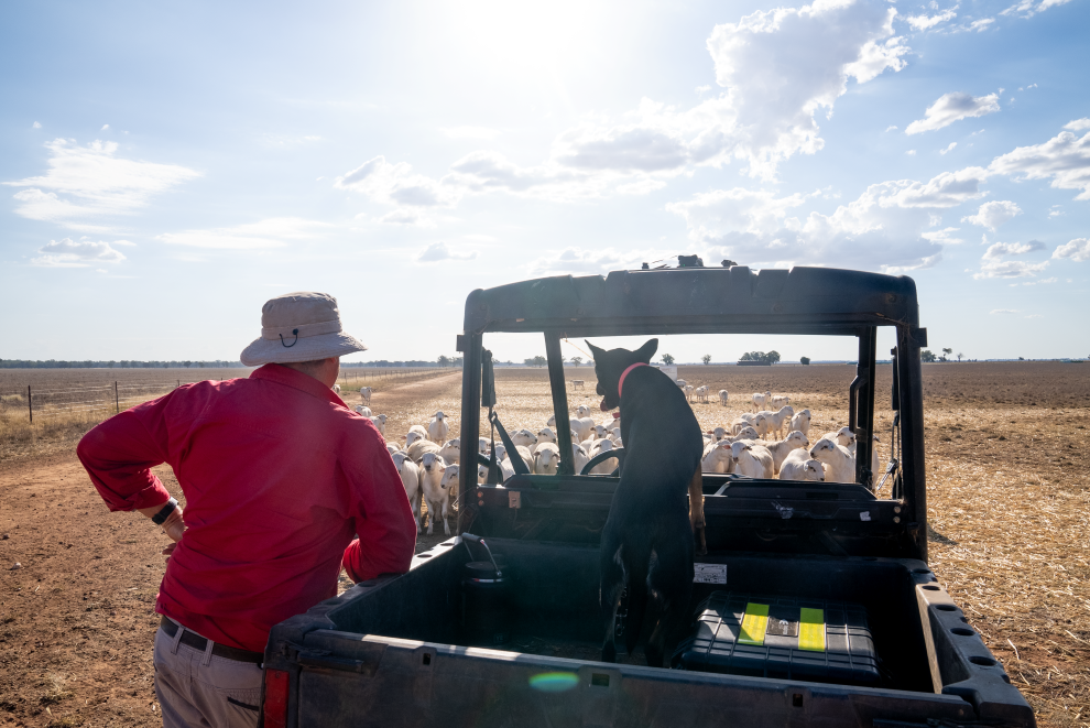 On the second day of Christmas: Two record-breaking rams