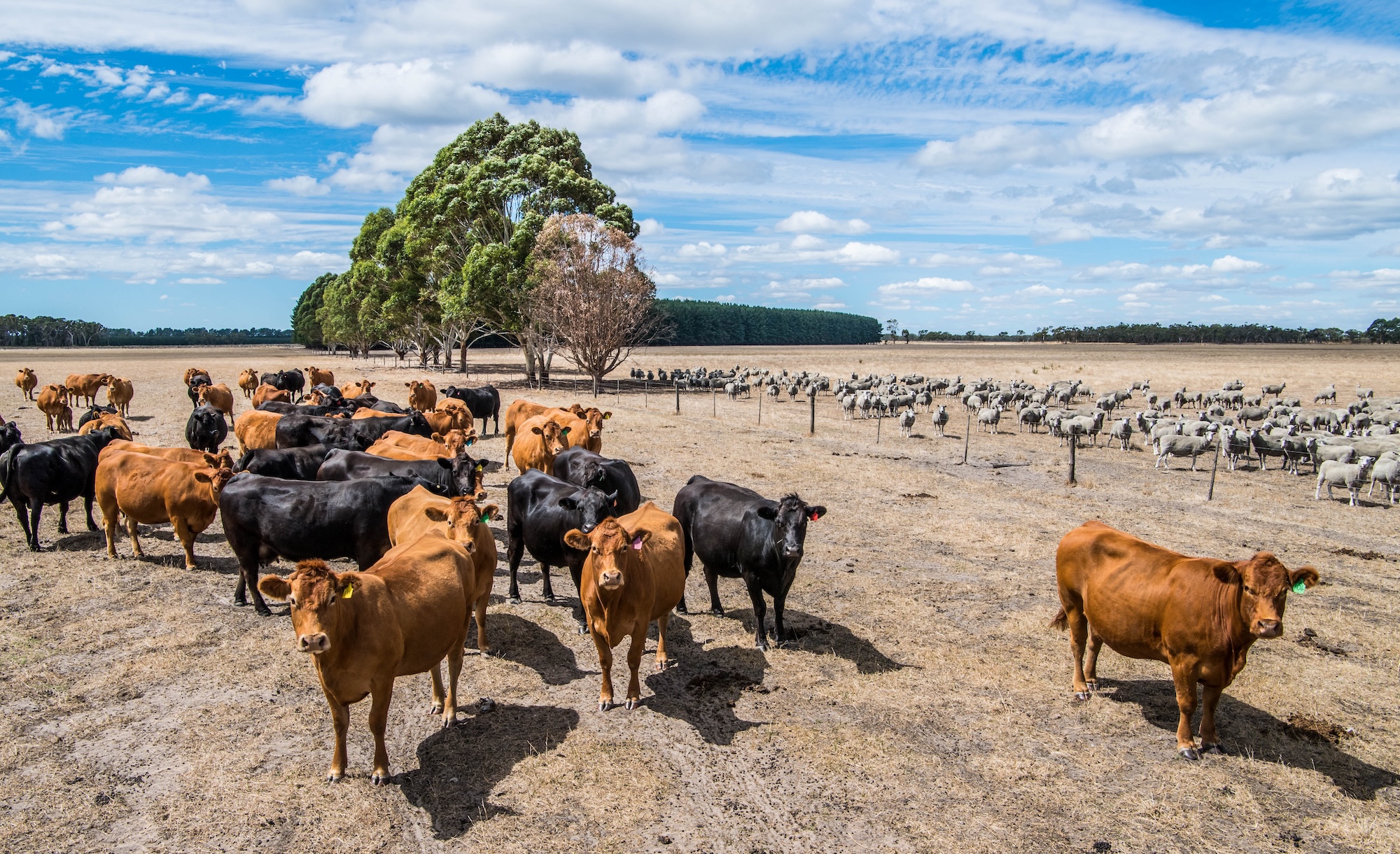 Dry year tests SA, but South East anchors supply over FY2025