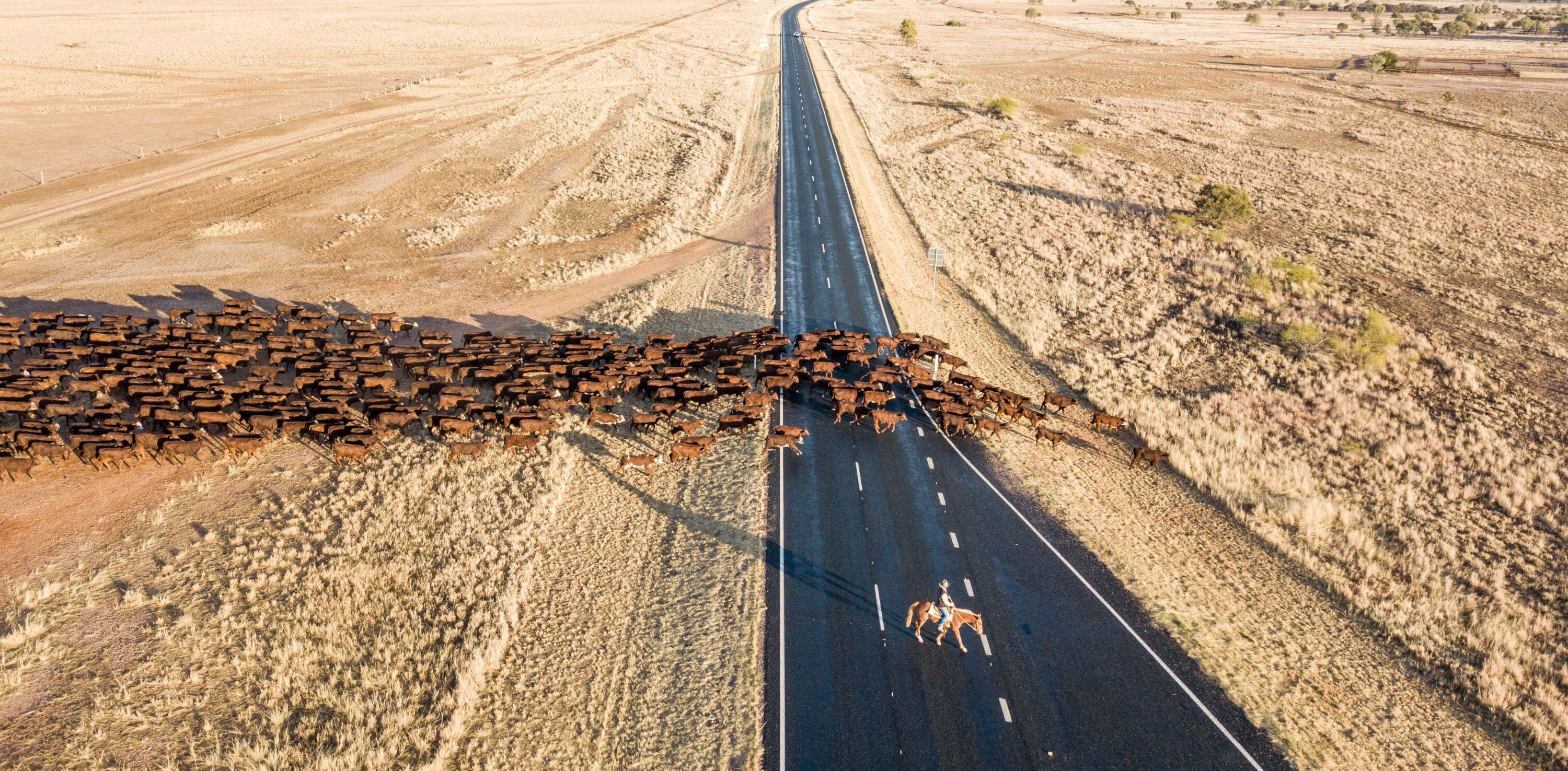 Herd growth on track for 2025 with higher slaughter and production volumes