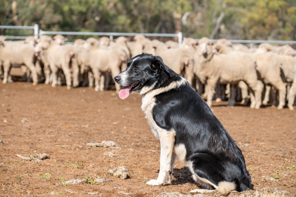 INDICATORS: Restocker lambs lift and heifers maintain headway