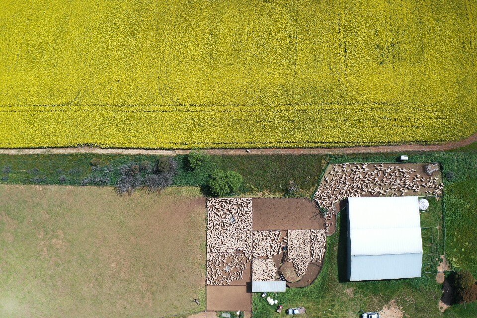 China duties on Canadian canola may advantage Australia