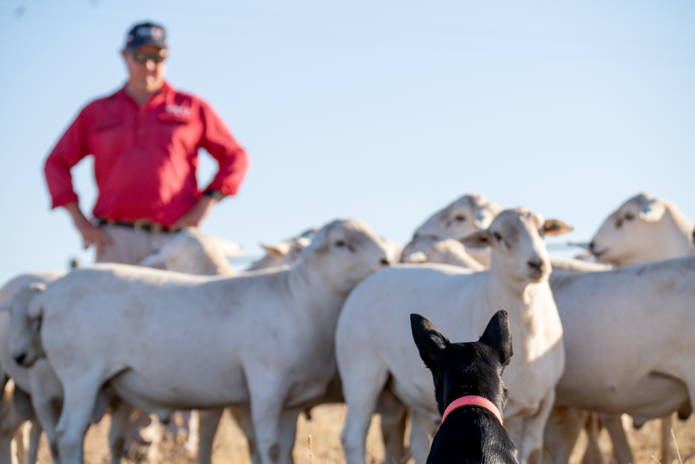 Strong growth in the uptake of sheepmeat genetics