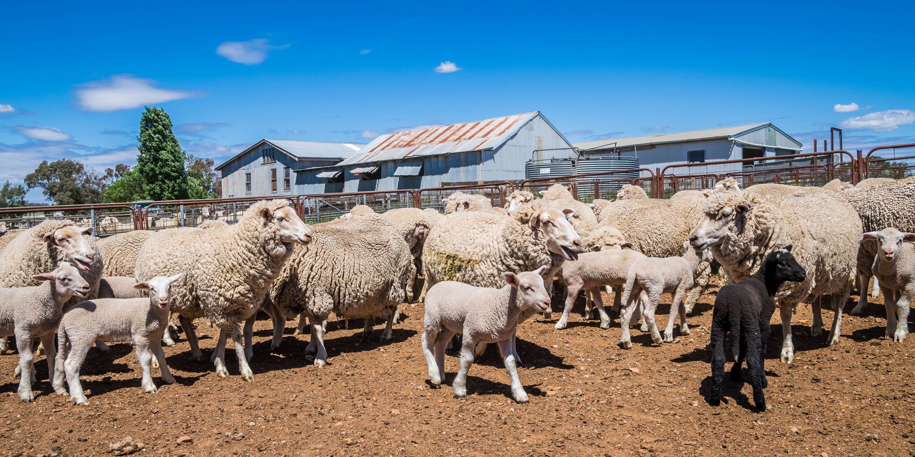 WATCH: Sheep market shows signs of recovery after early 2025 slump with Erin Lukey