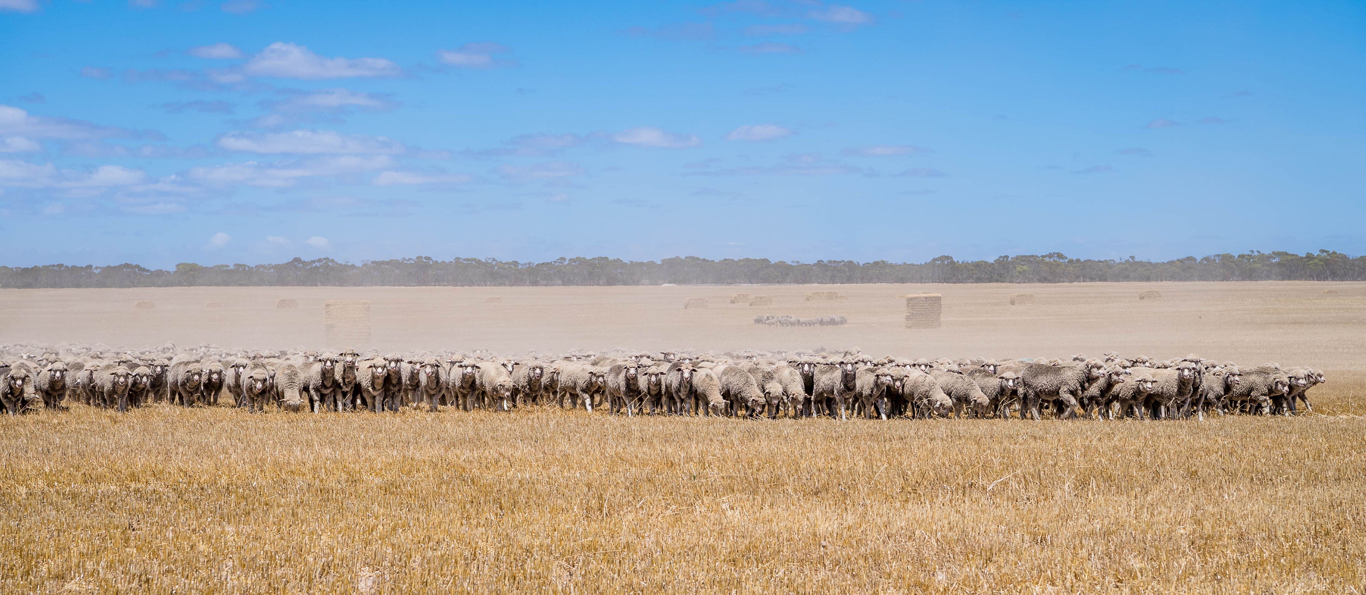 INDICATORS: EYCI lifts and Heavy Lamb Indicator blows past 900c/kg