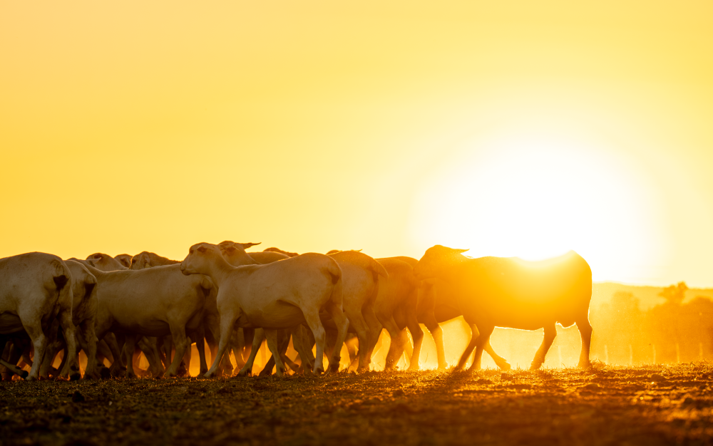 NEWS IN BRIEF: Keep the Sheep update, water buybacks and ag politics in spotlight