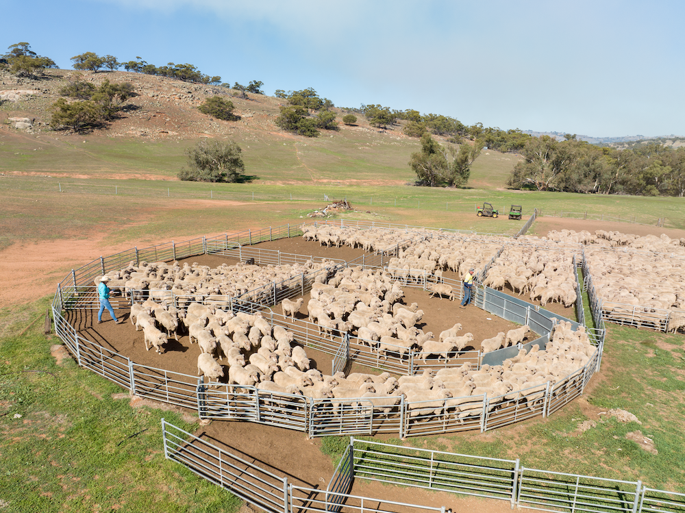 Western Australia leads with quality over quantity in FY2025