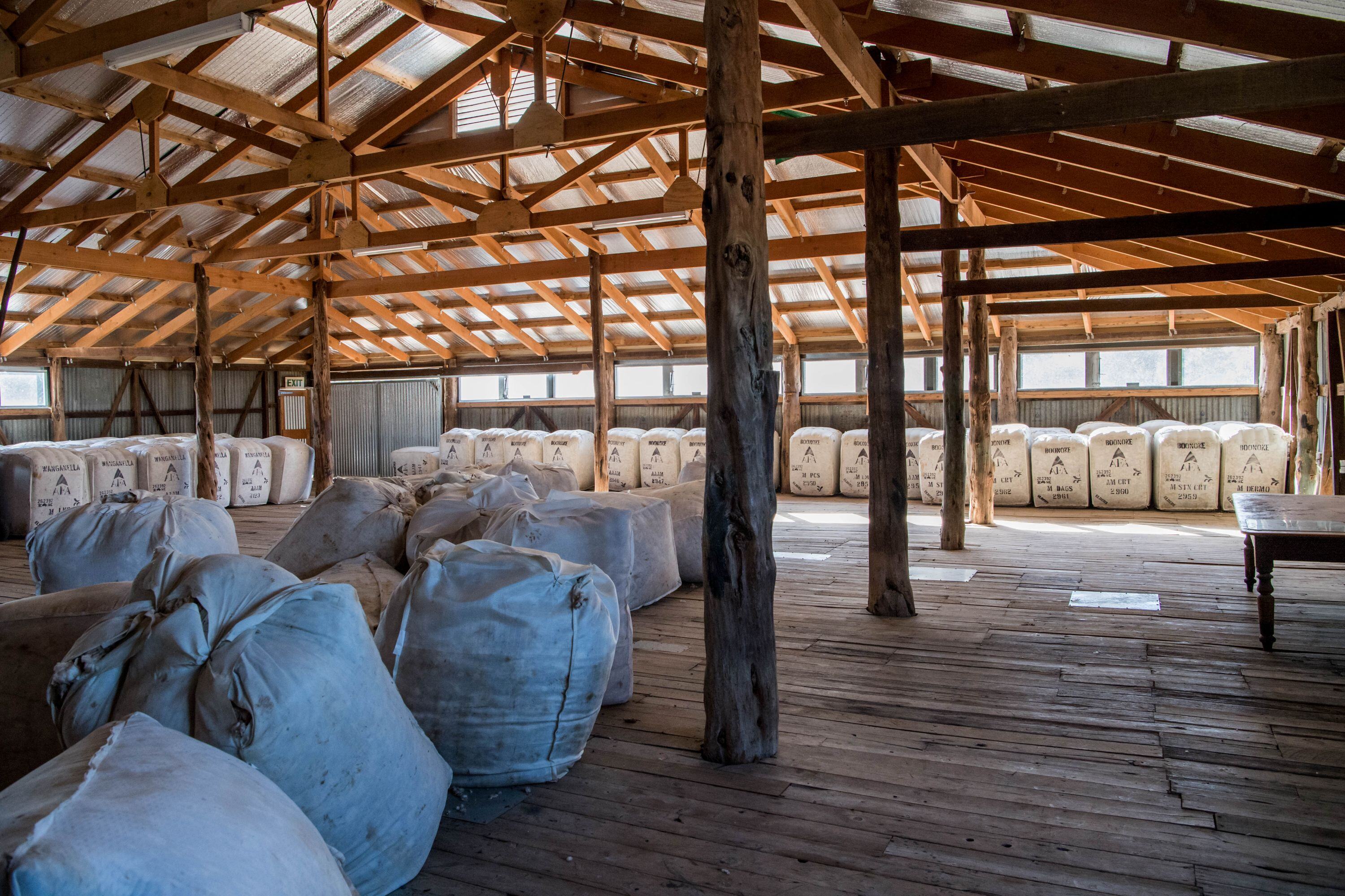 Double the volume and higher prices as the AuctionsPlus Wool market heats up