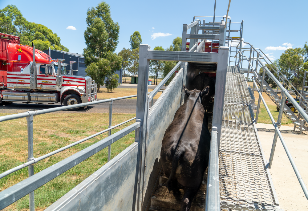 Who’s selling big, who’s buying bigger? AuctionsPlus Q2 cattle rankings unpacked