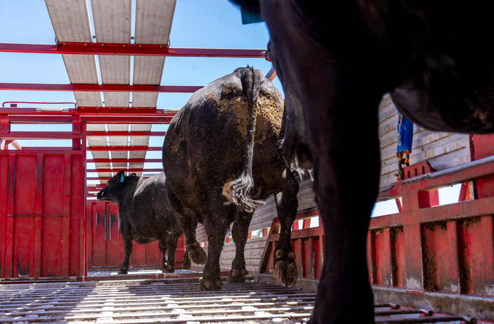 How has fuel price volatility affected cattle markets in 2026?