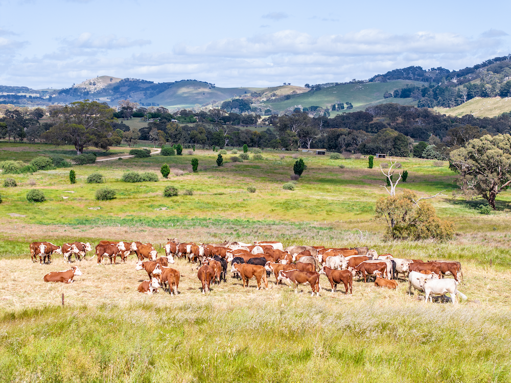 Victoria’s livestock performance holds firm in the dry in FY2025