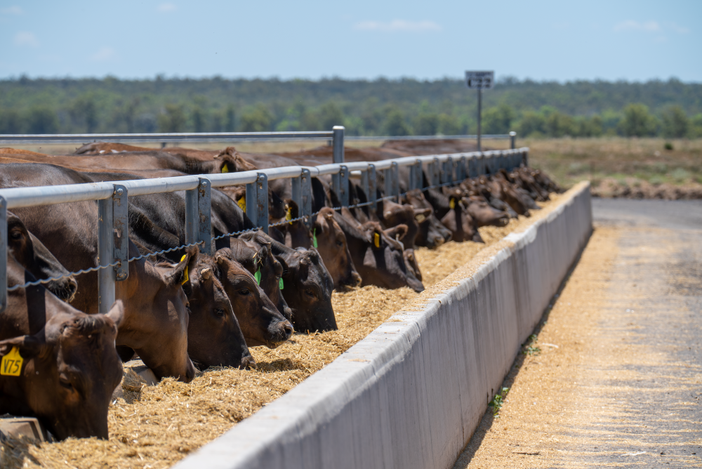 Strong growth in Wagyu breed pushes registrations to new heights